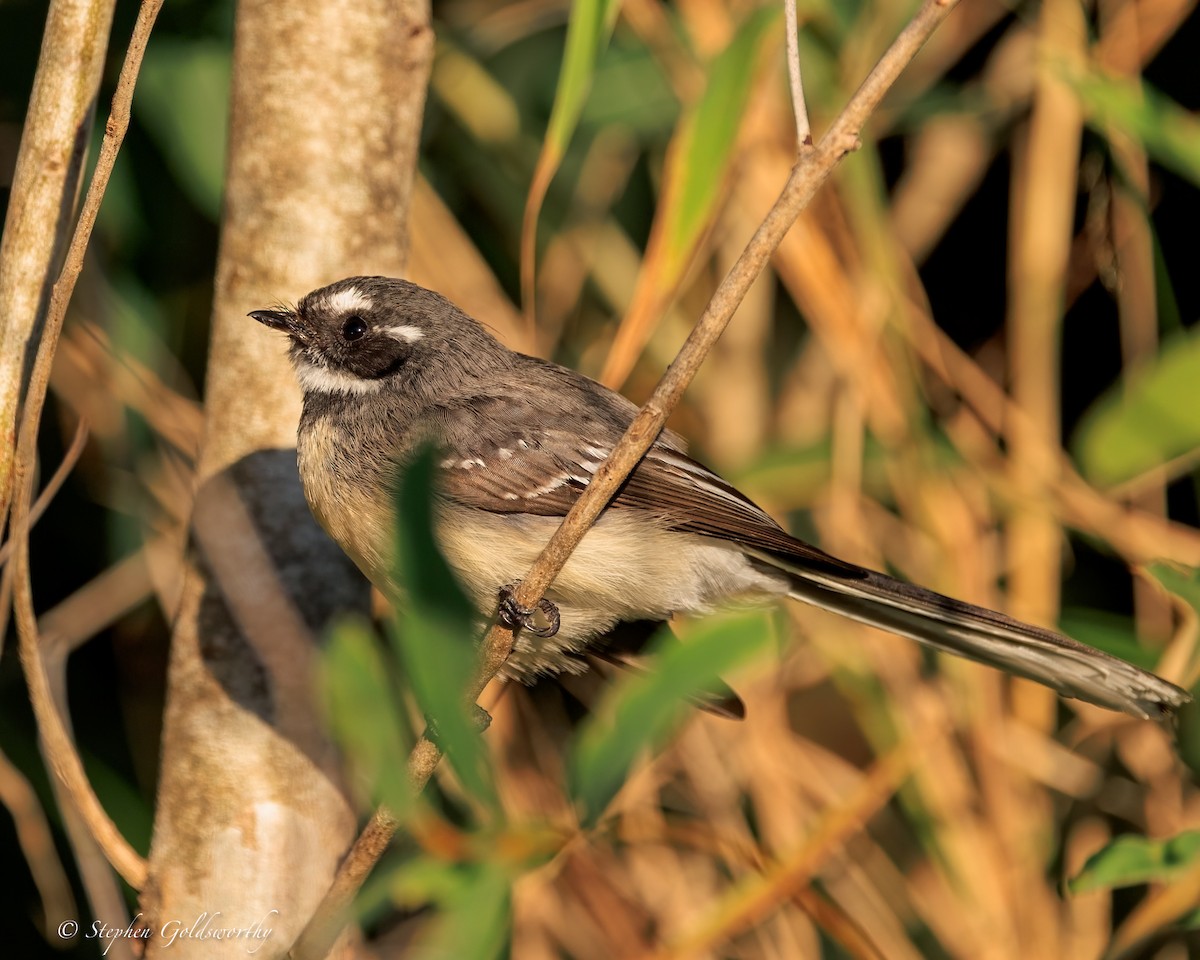 Gray Fantail - ML644690279