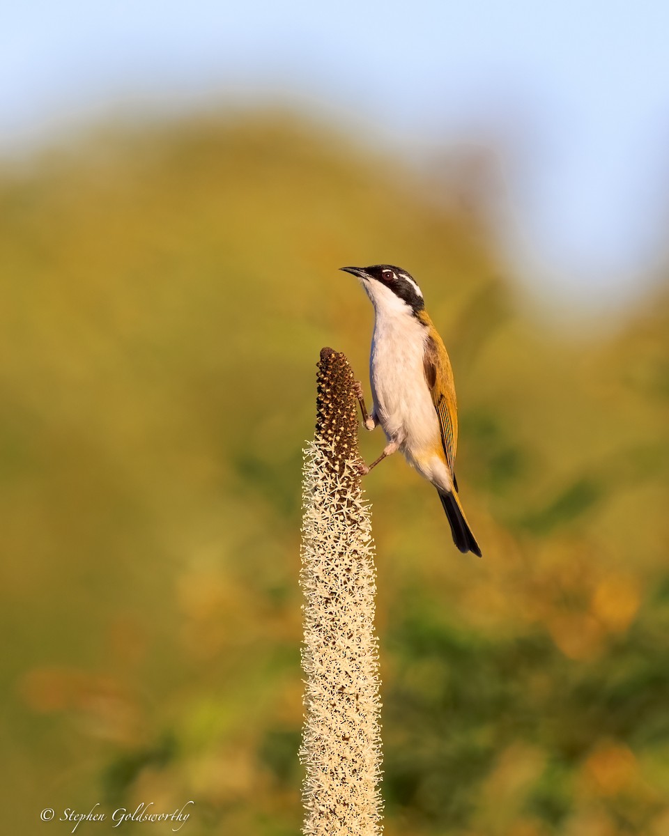 White-throated Honeyeater - ML644690281