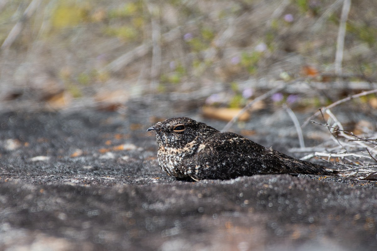 Pygmy Nightjar - ML644690283