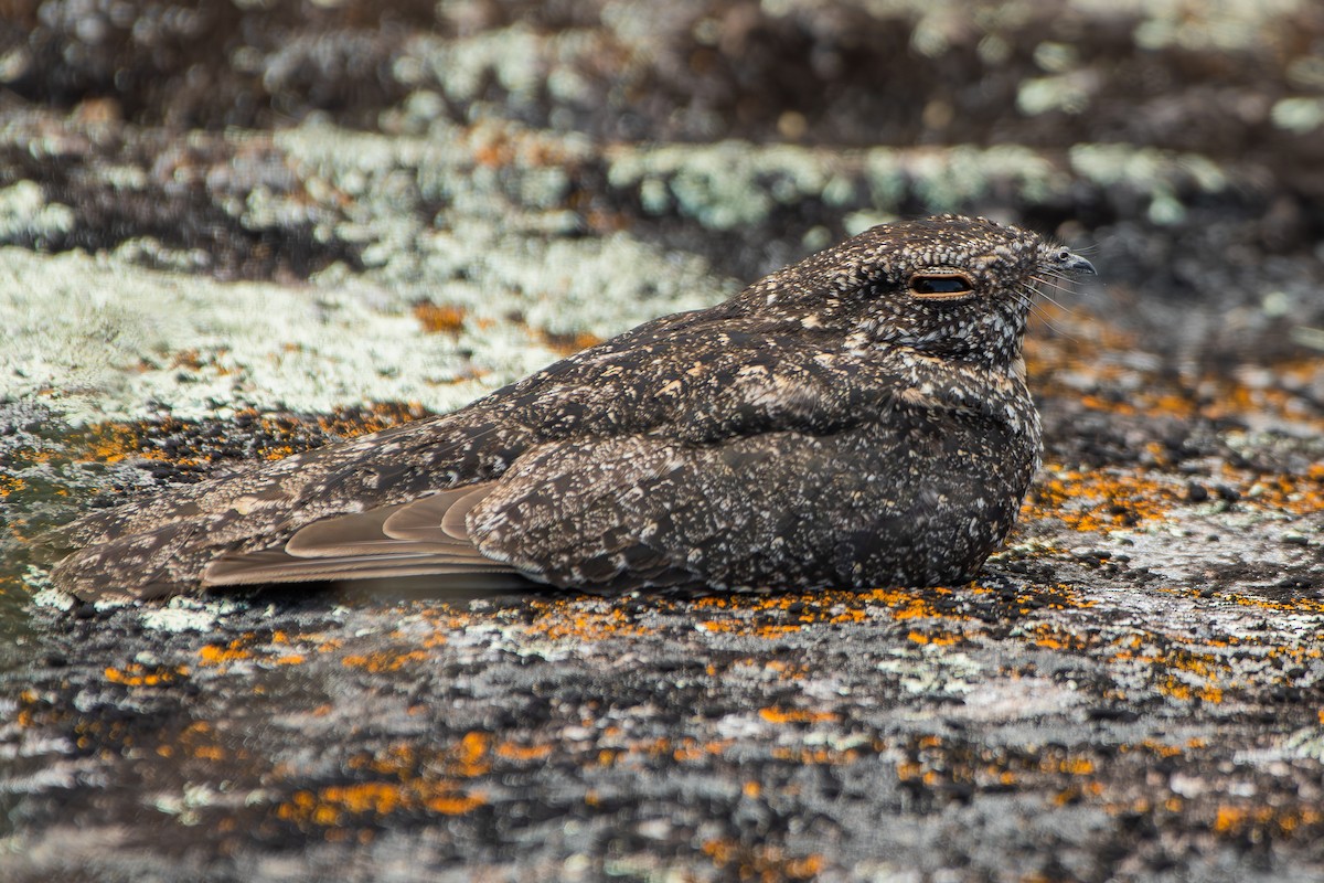 Pygmy Nightjar - ML644690286