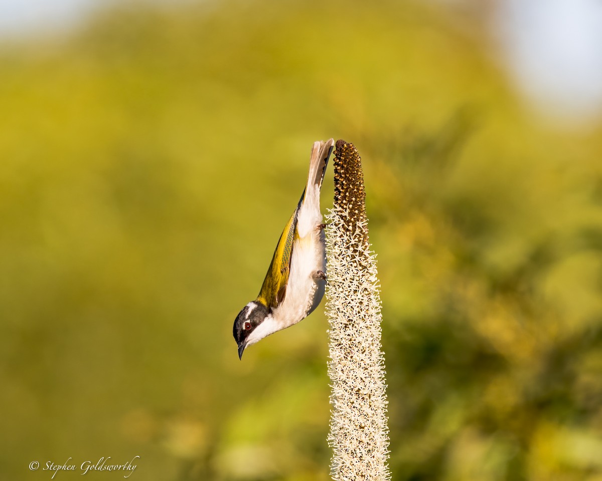White-throated Honeyeater - ML644690290