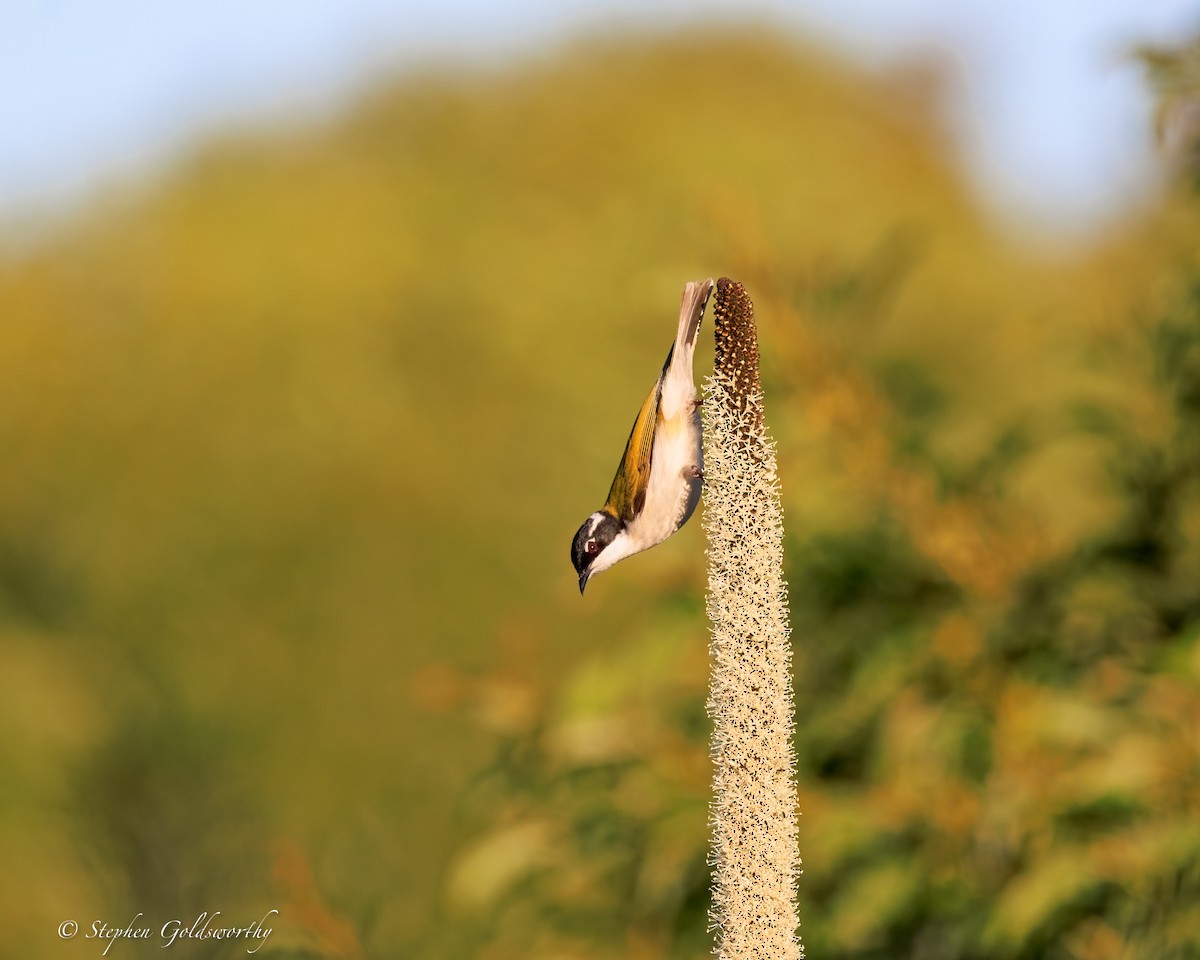 White-throated Honeyeater - ML644690291
