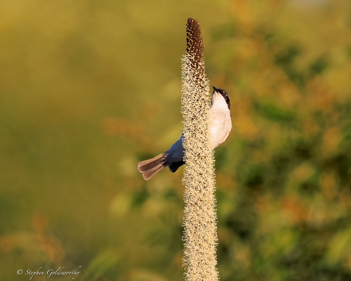 White-throated Honeyeater - ML644690292