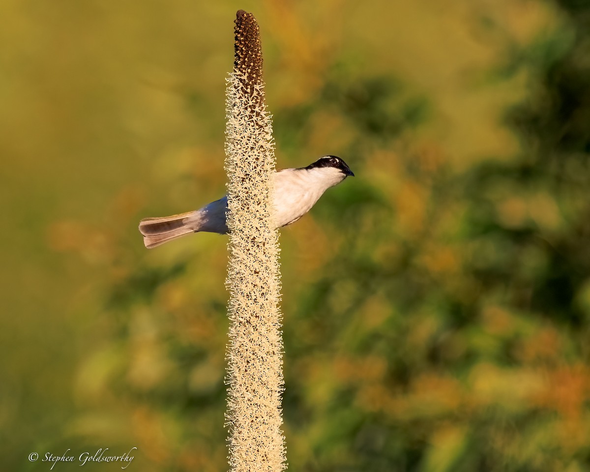 White-throated Honeyeater - ML644690293