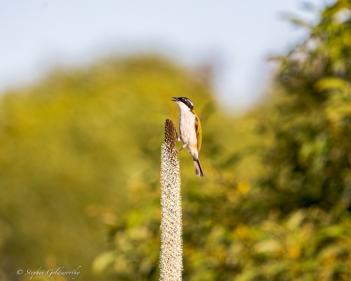 White-throated Honeyeater - ML644690294