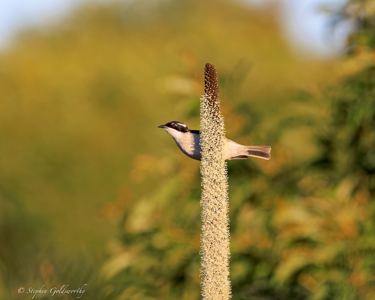 White-throated Honeyeater - ML644690295