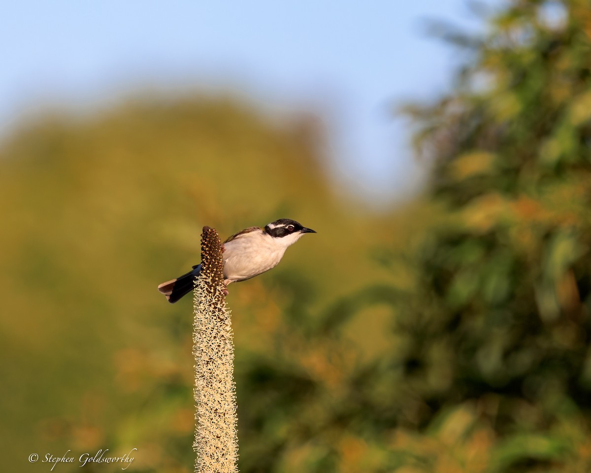 White-throated Honeyeater - ML644690296