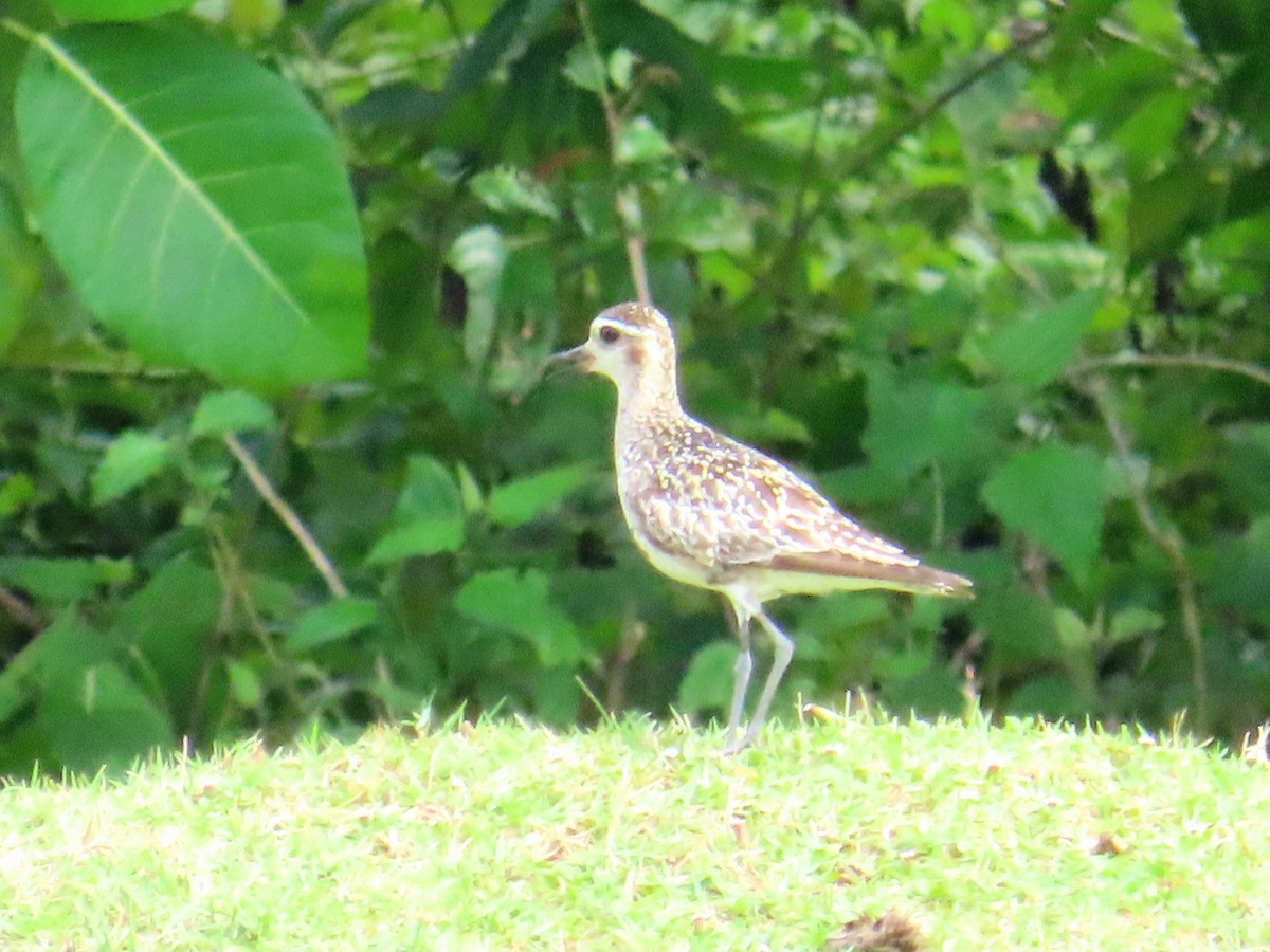 kulík pacifický - ML644690297