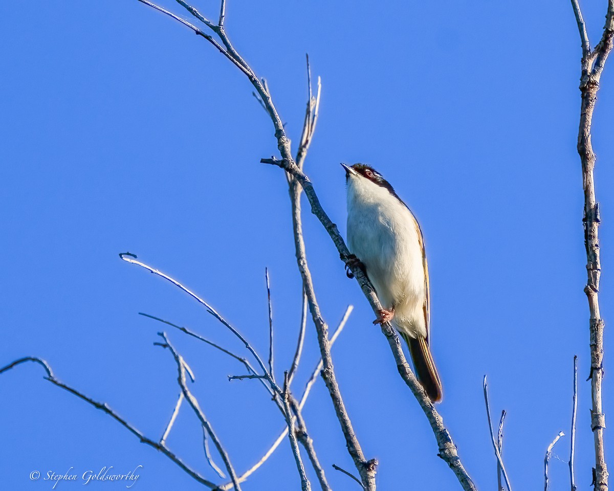 White-throated Honeyeater - ML644690298