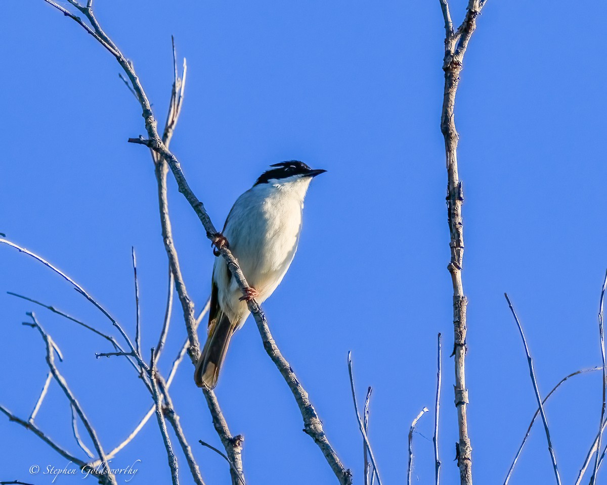 White-throated Honeyeater - ML644690299