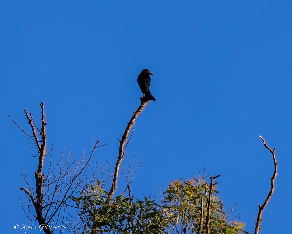 Spangled Drongo - ML644690301