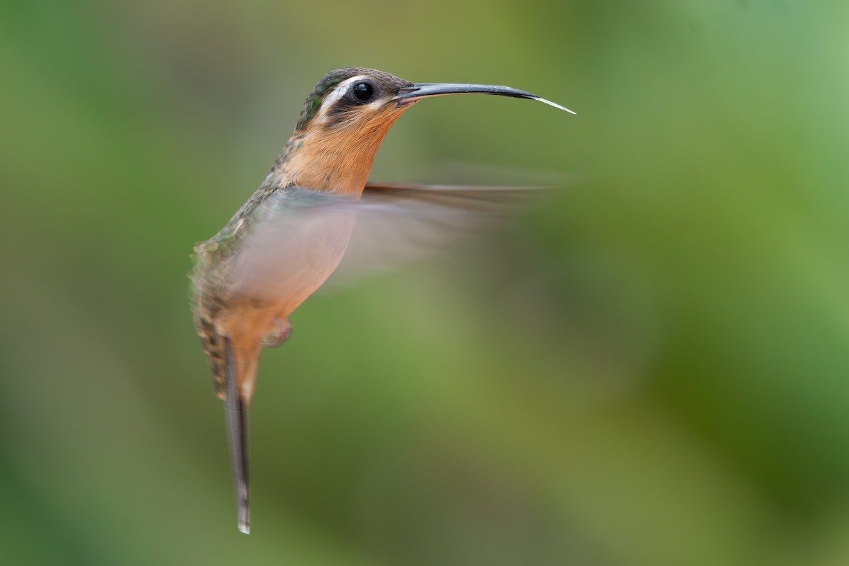 Ерміт-самітник багійський - ML644690304