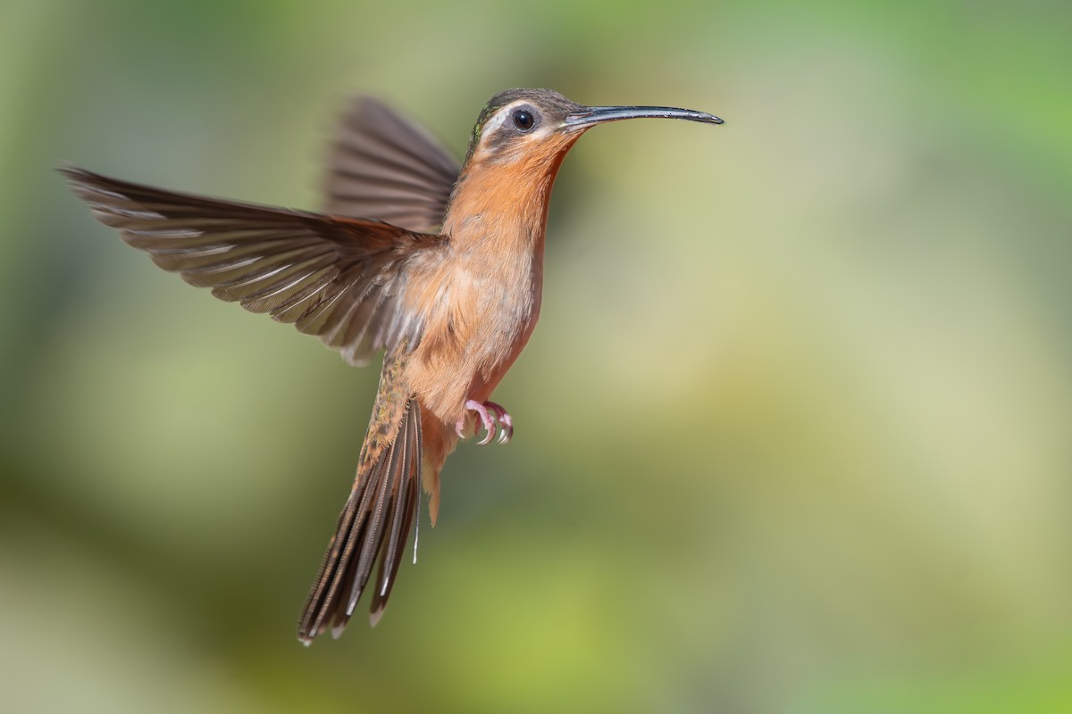 Ерміт-самітник багійський - ML644690305