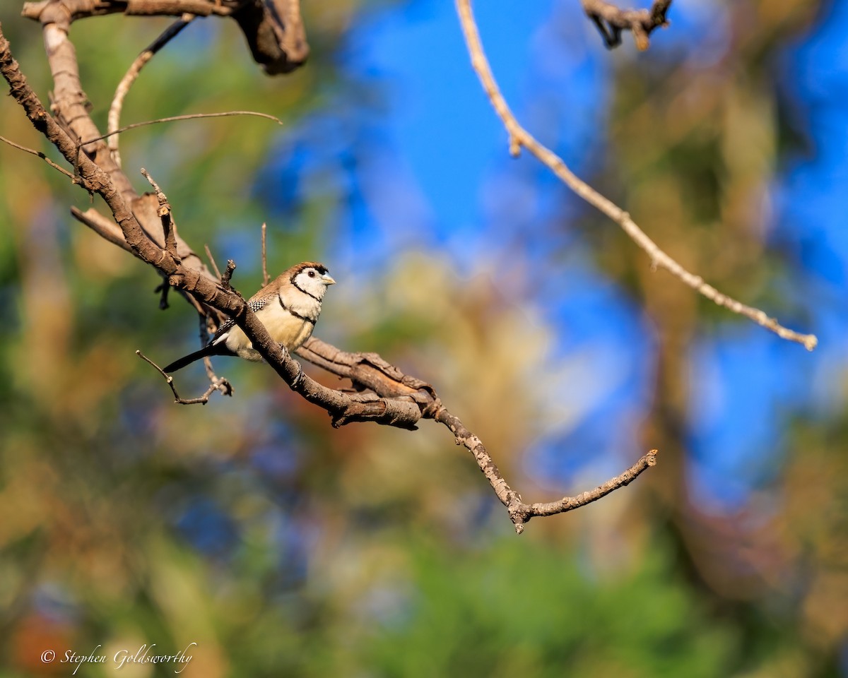 Double-barred Finch - ML644690308
