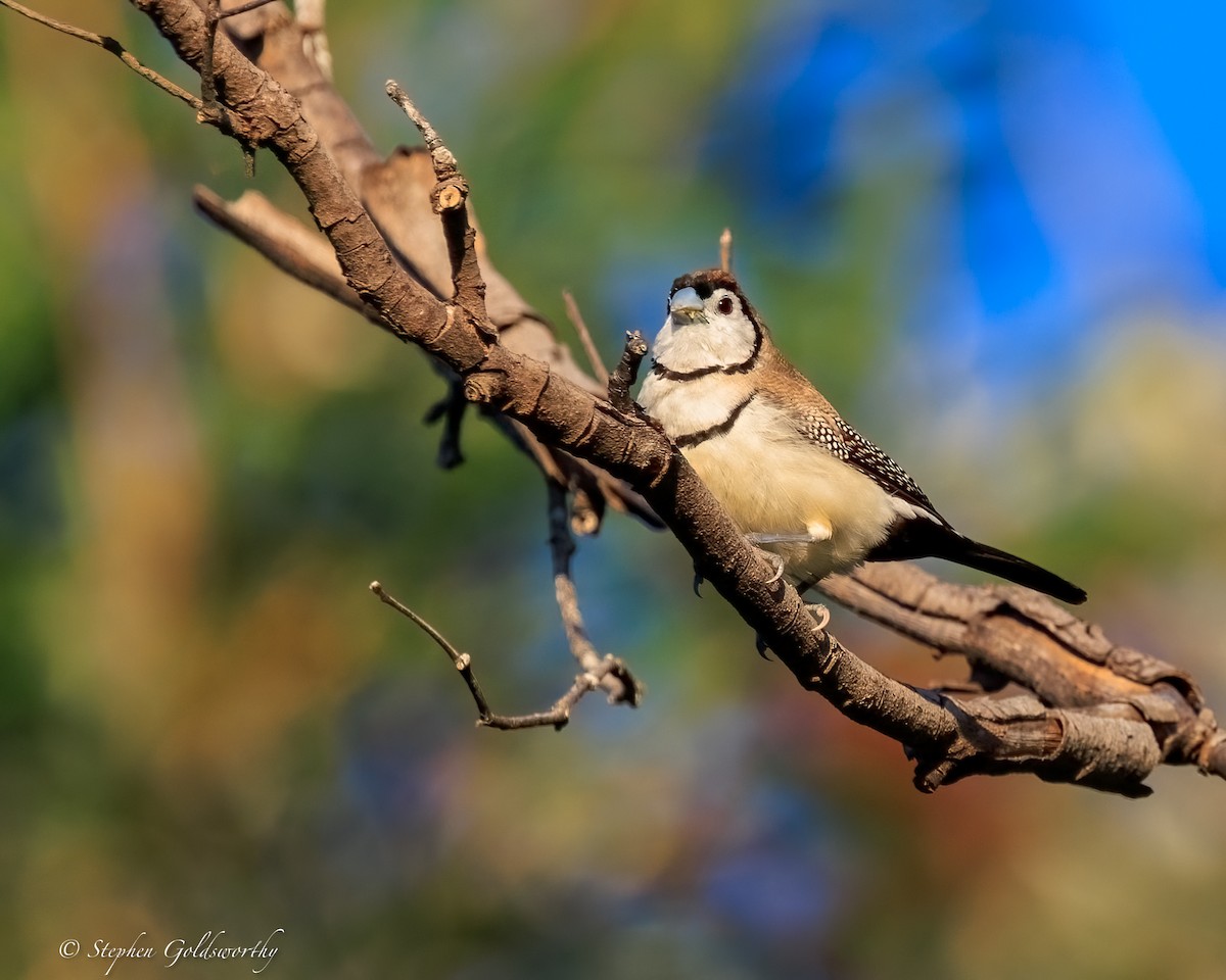 Double-barred Finch - ML644690309