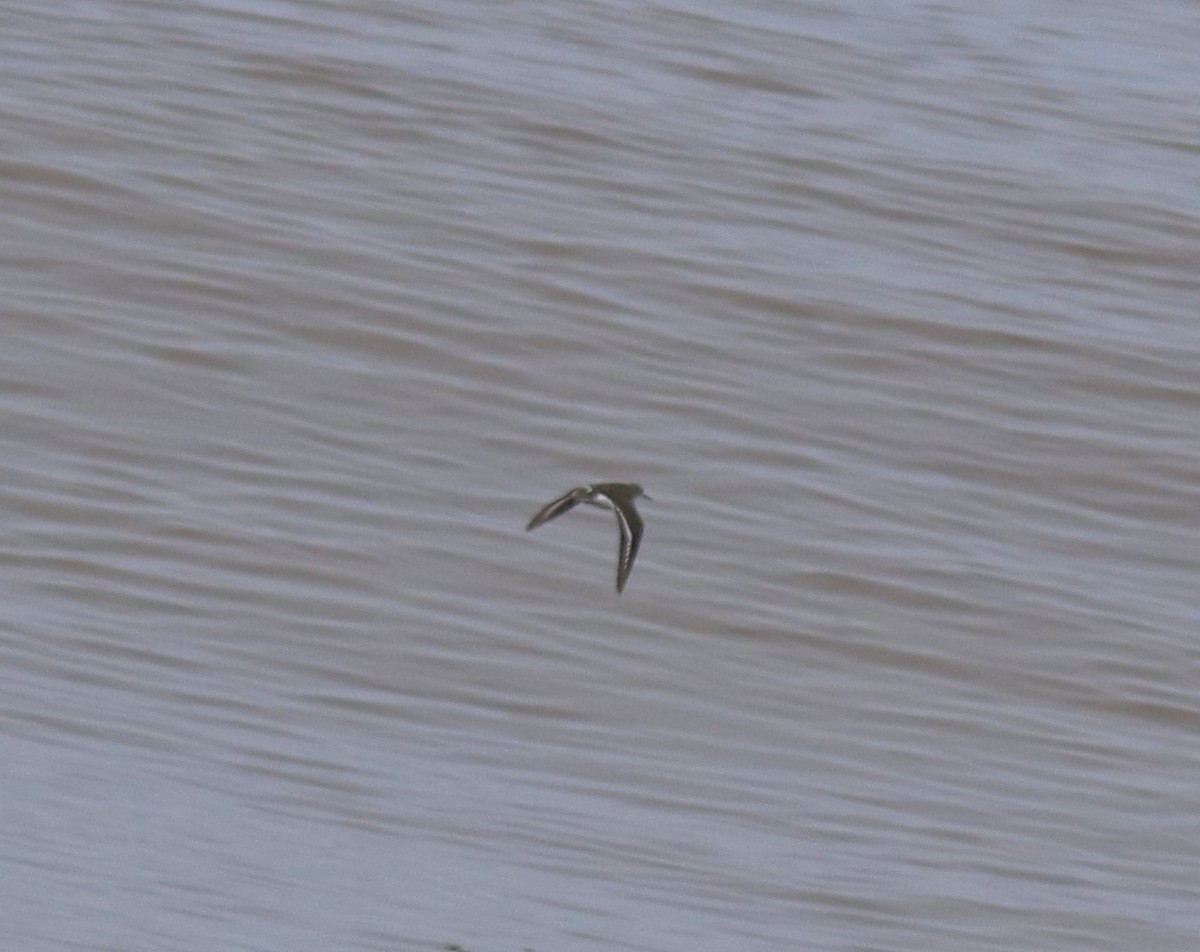 Common Sandpiper - ML644690310