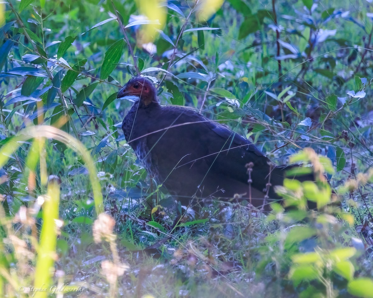 Australian Brushturkey - ML644690313