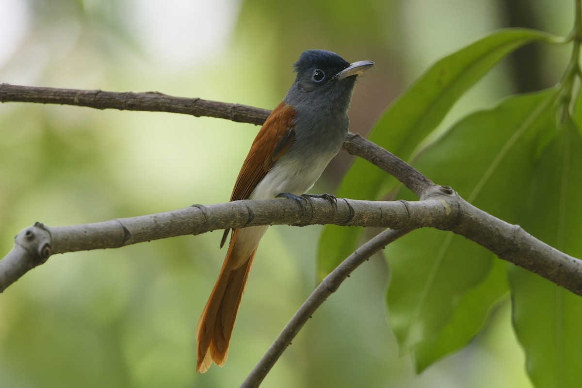 Tchitrec de Blyth - ML644690316