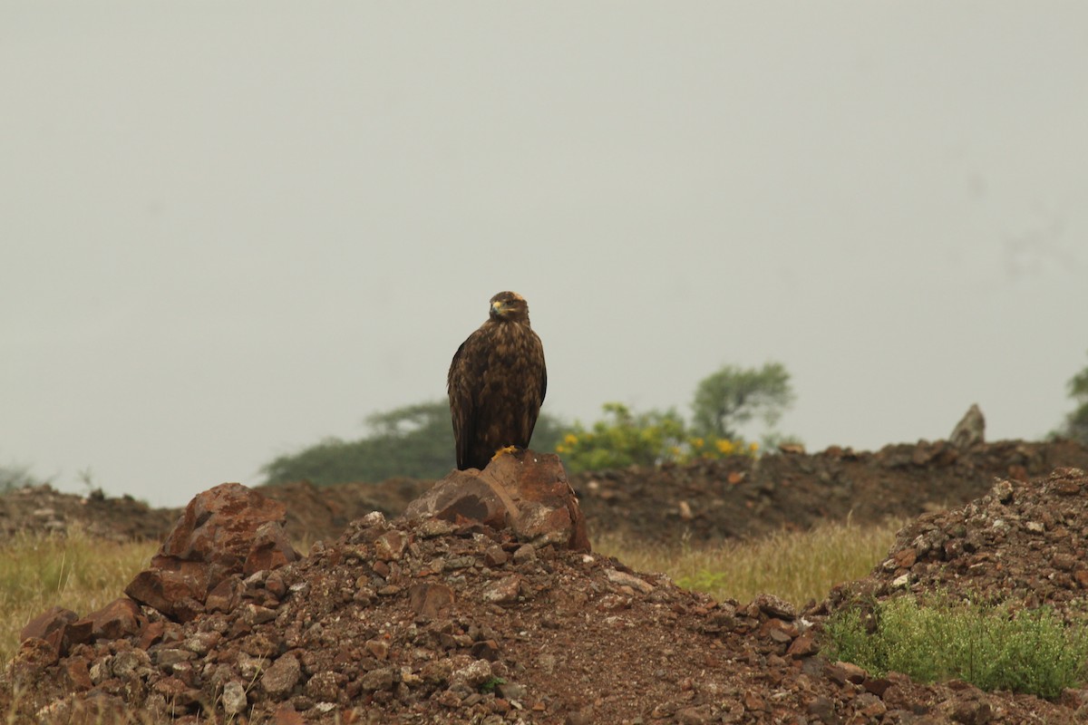 ソウゲンワシ - ML644690318