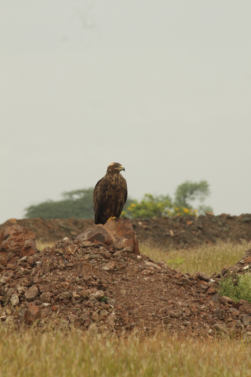 ソウゲンワシ - ML644690320