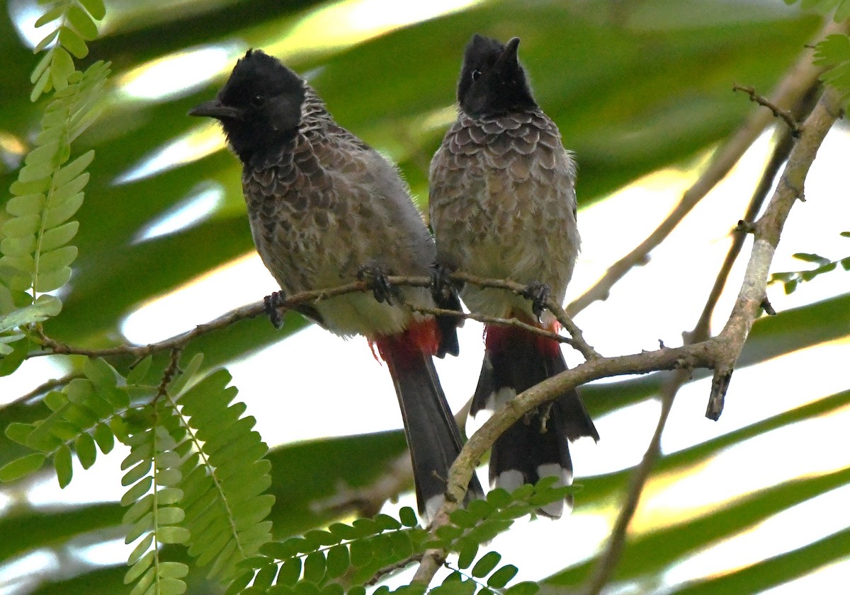 Bulbul Cafre - ML644690325