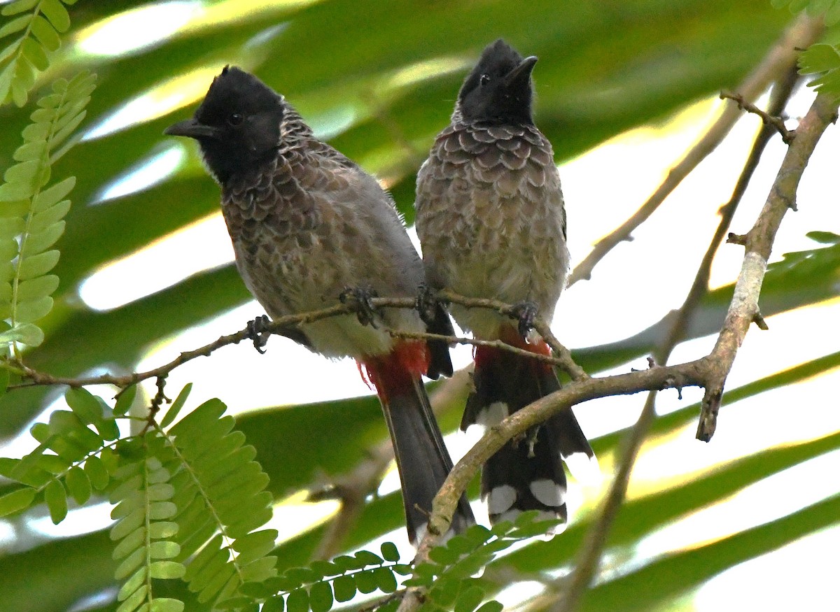 Bulbul Cafre - ML644690328