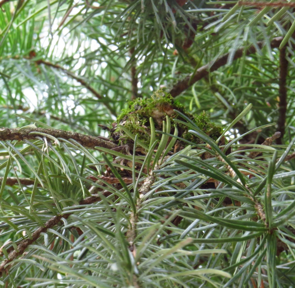 Каліпта рубіновоголова - ML644690330