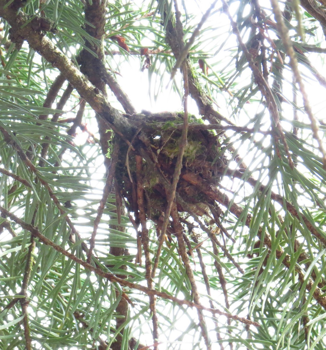 Каліпта рубіновоголова - ML644690331