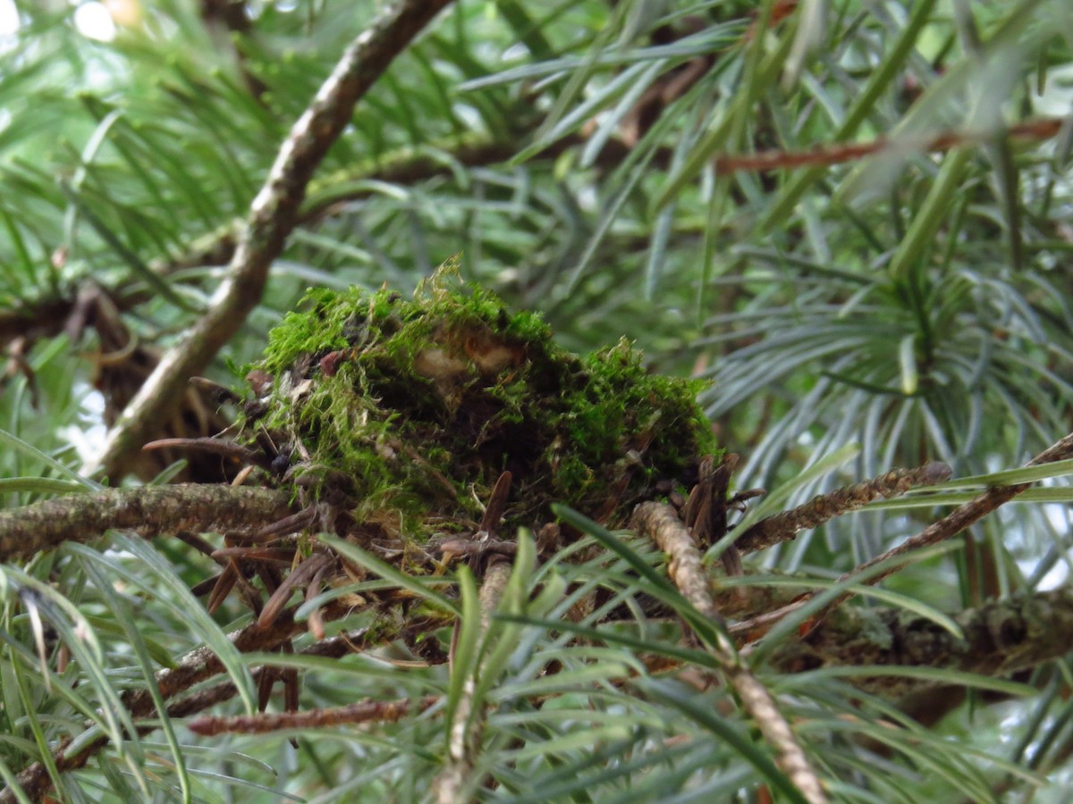 Каліпта рубіновоголова - ML644690332