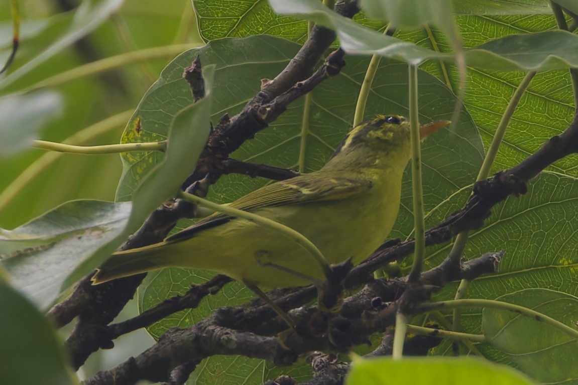 Sulphur-breasted Warbler - ML644690335