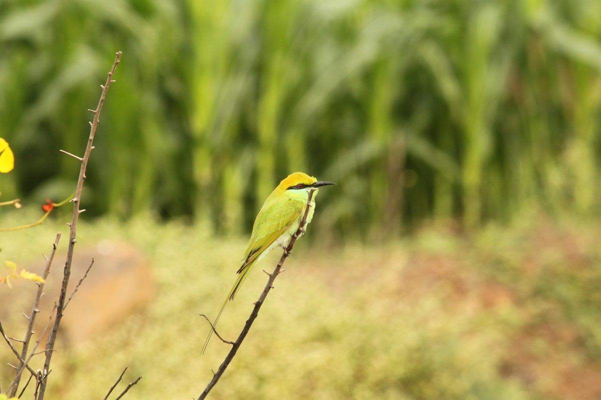 beryllbieter - ML644690337