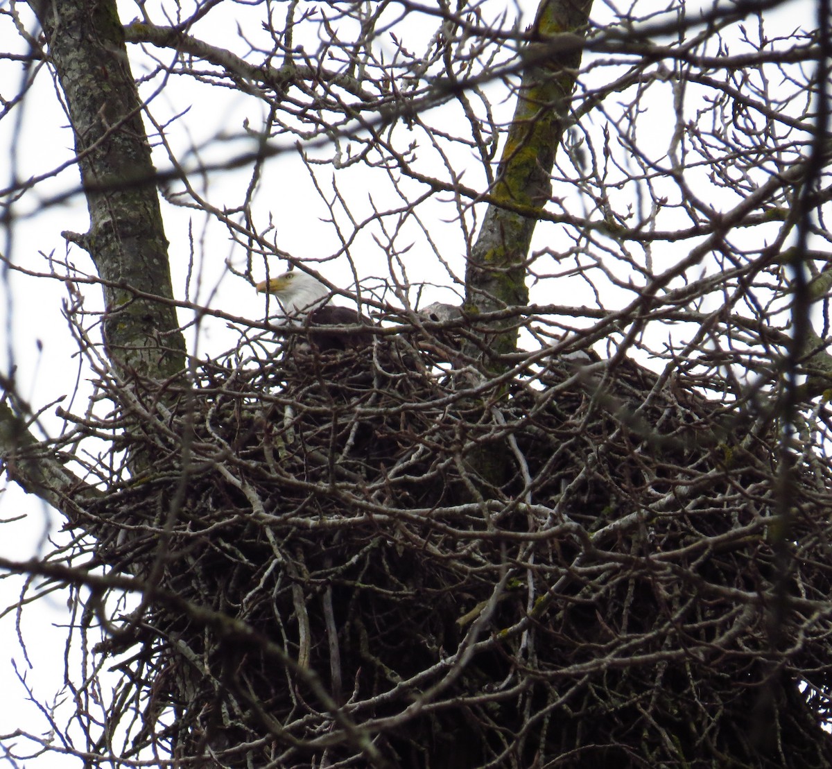 Орлан білоголовий - ML644690338