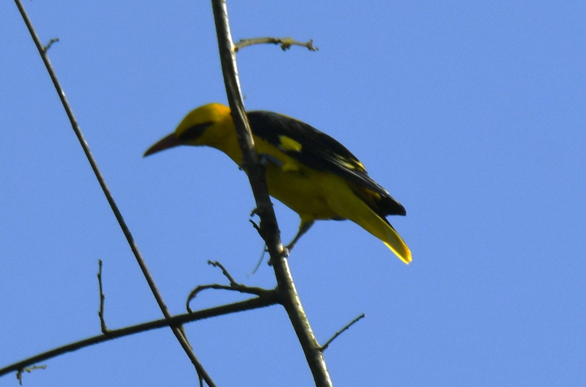Indian Golden Oriole - ML644690343