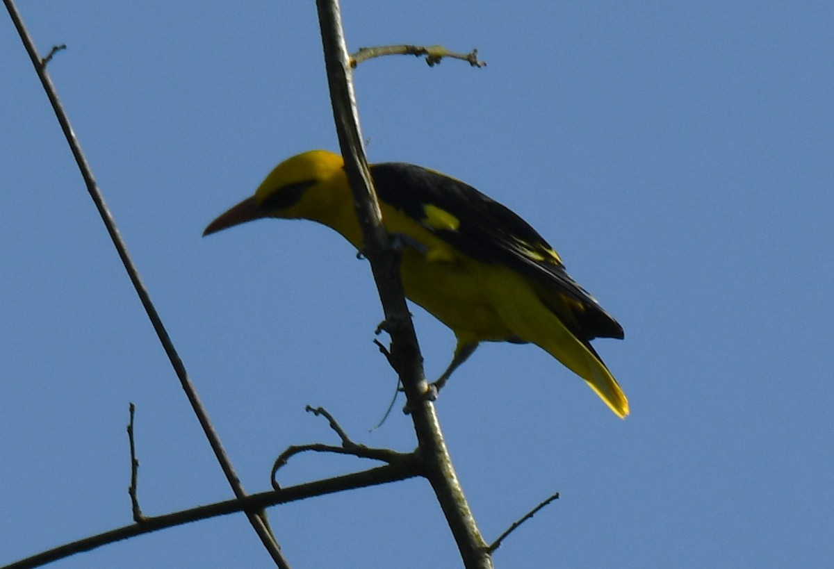 Indian Golden Oriole - ML644690345