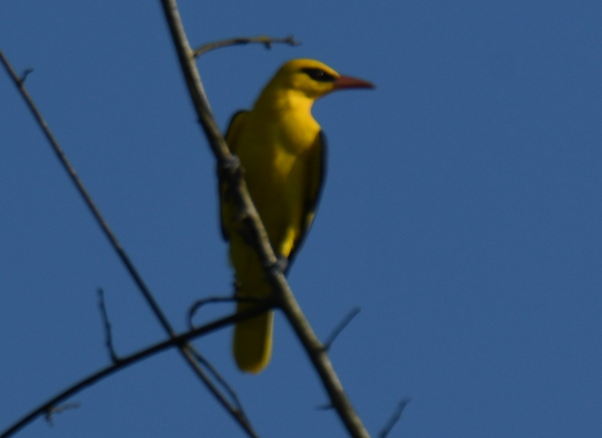 Indian Golden Oriole - ML644690346