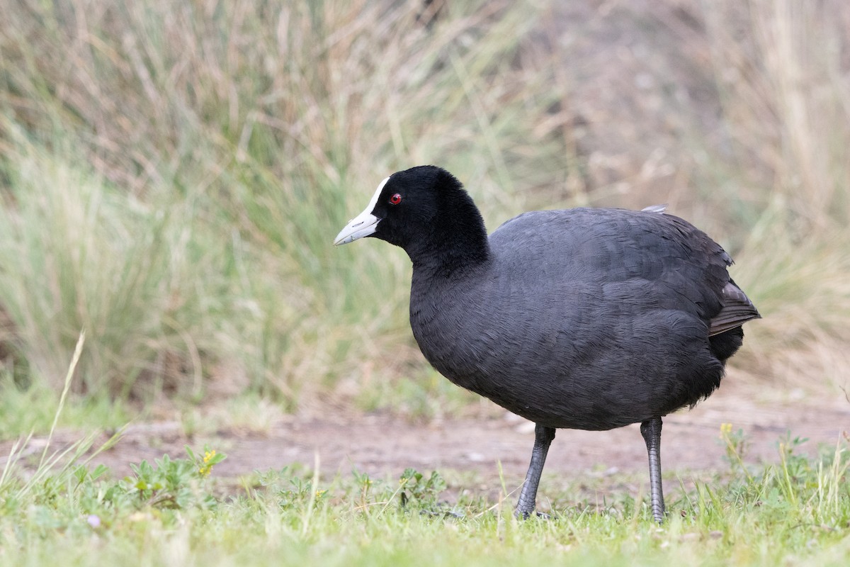 sothøne - ML644690347