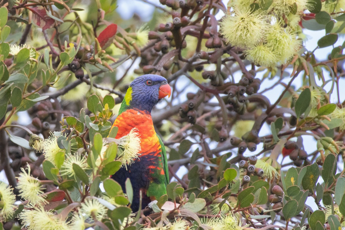 regnbuelori - ML644690357