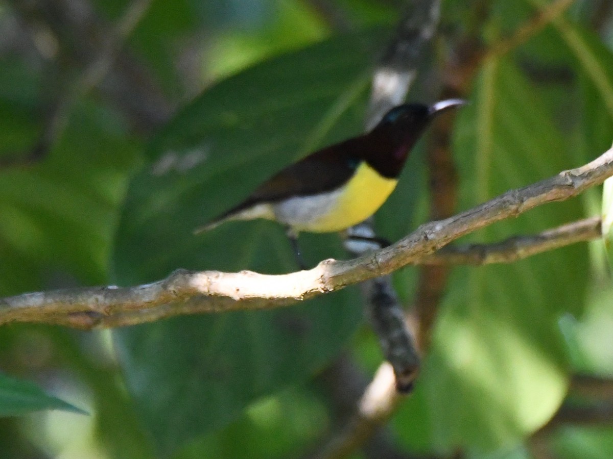 クリセタイヨウチョウ - ML644690360