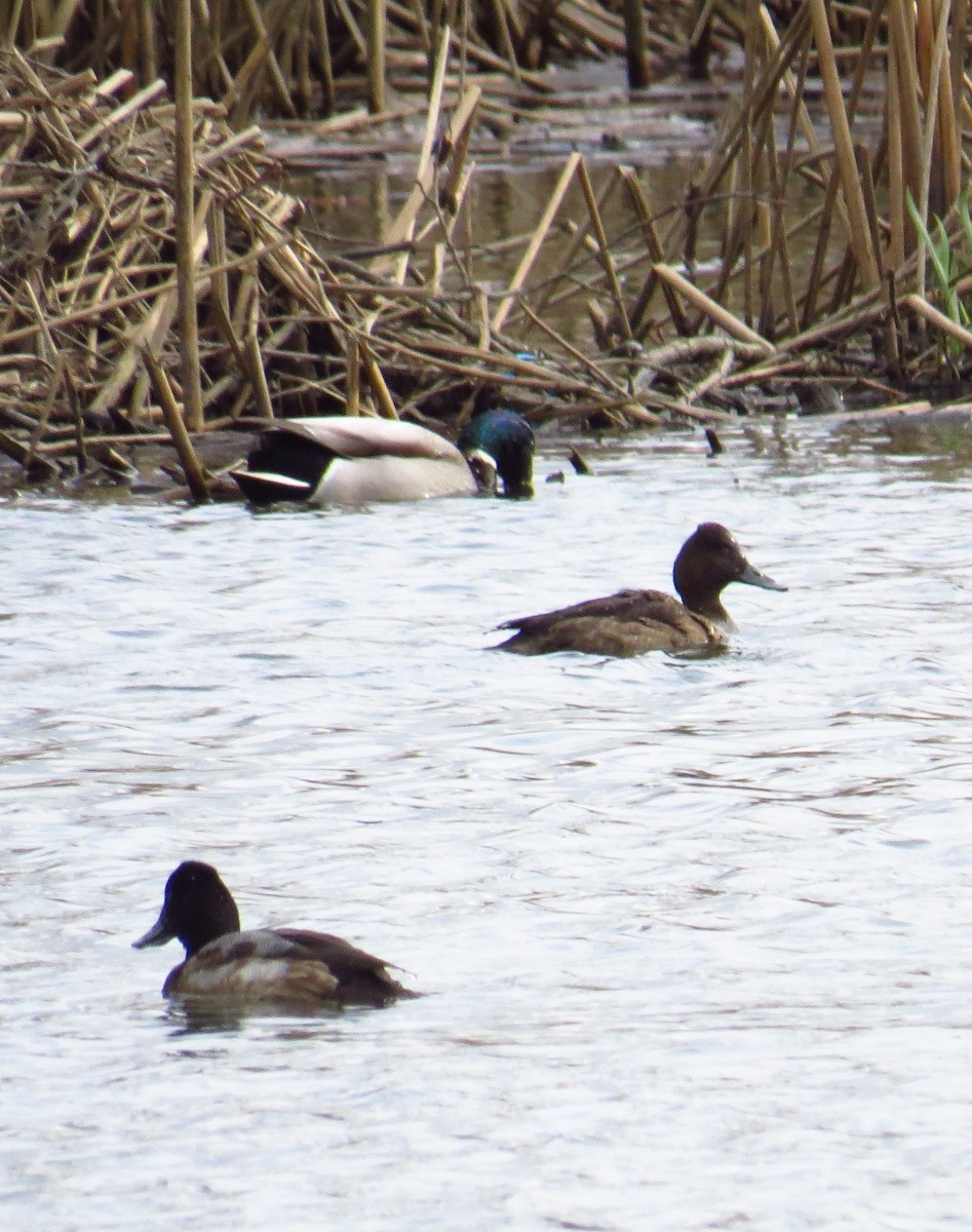 Попелюх довгодзьобий - ML644690361