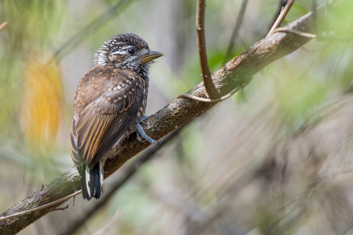 Spotted Piculet - ML644690364