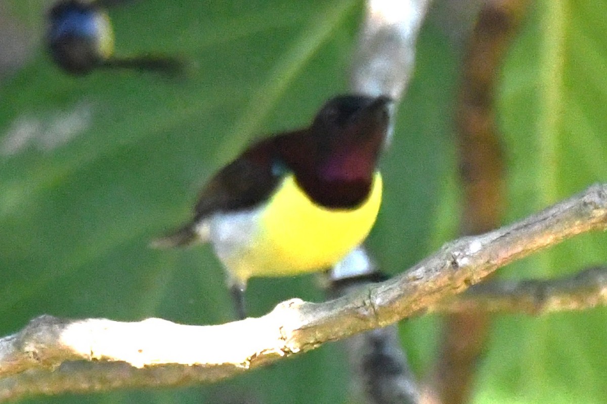 クリセタイヨウチョウ - ML644690365