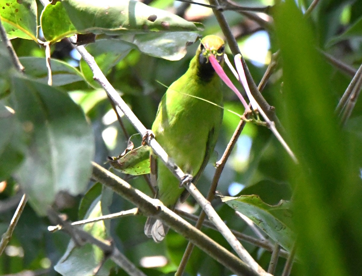 Golden-fronted Leafbird - ML644690368