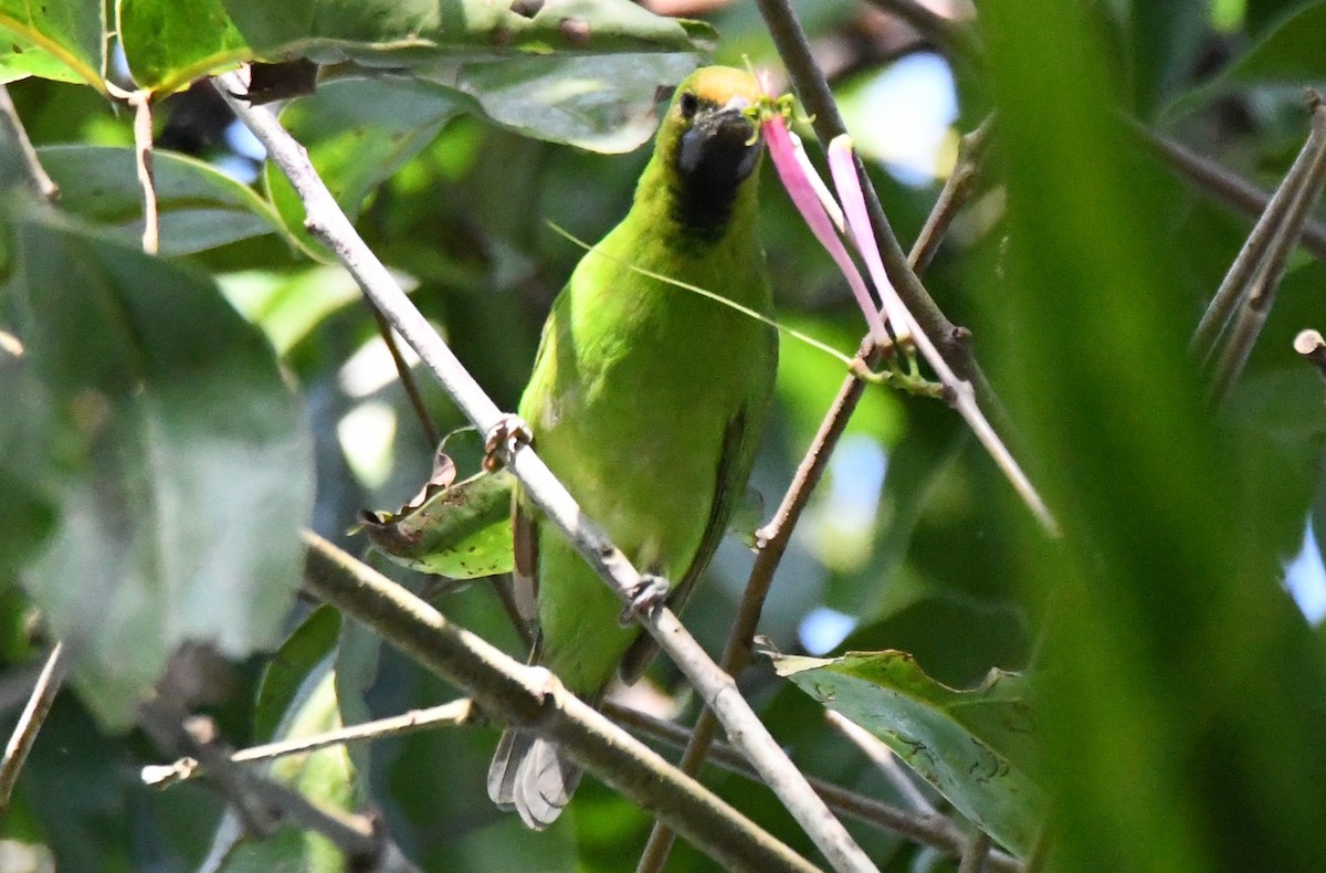 Golden-fronted Leafbird - ML644690372