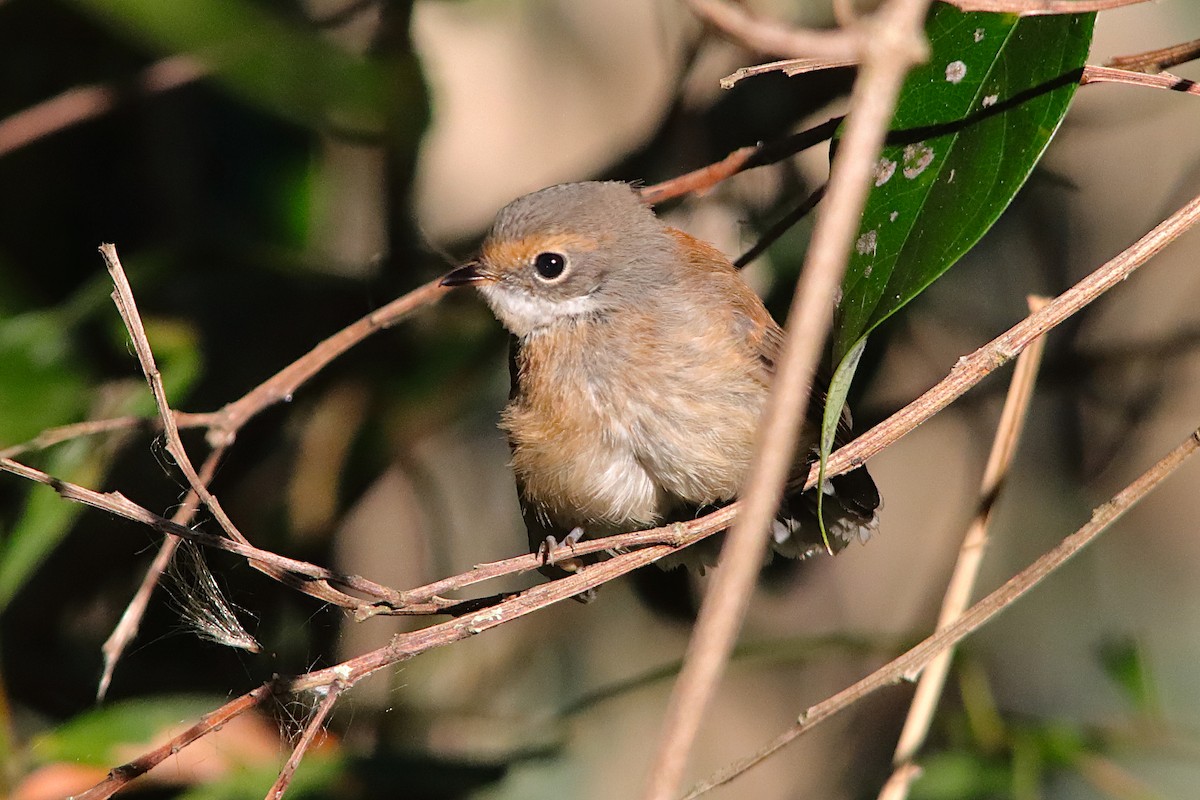 Australian Rufous Fantail - ML644690374