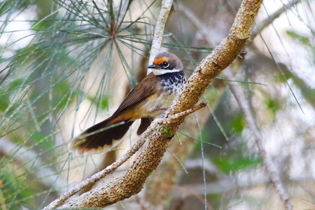 Australian Rufous Fantail - ML644690375