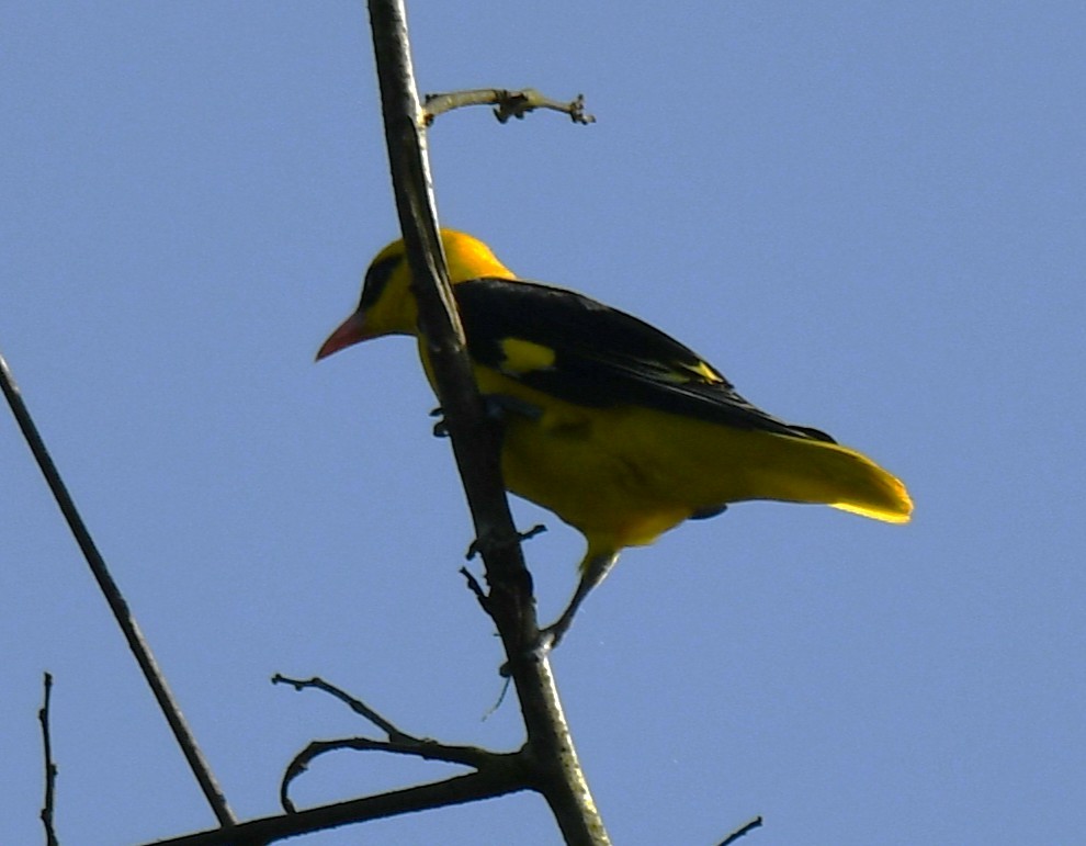 Indian Golden Oriole - ML644690376