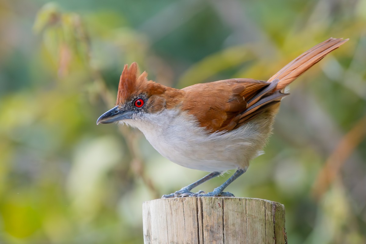 Great Antshrike - ML644690378