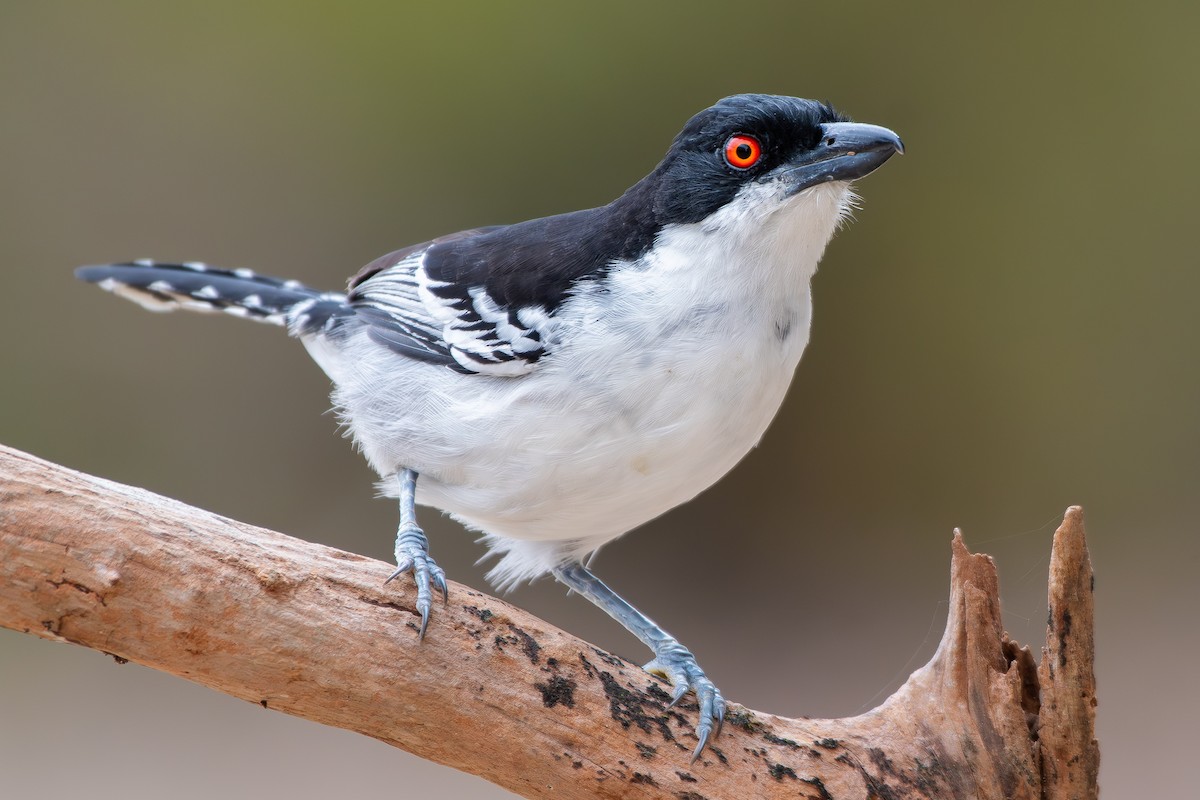 Great Antshrike - ML644690379