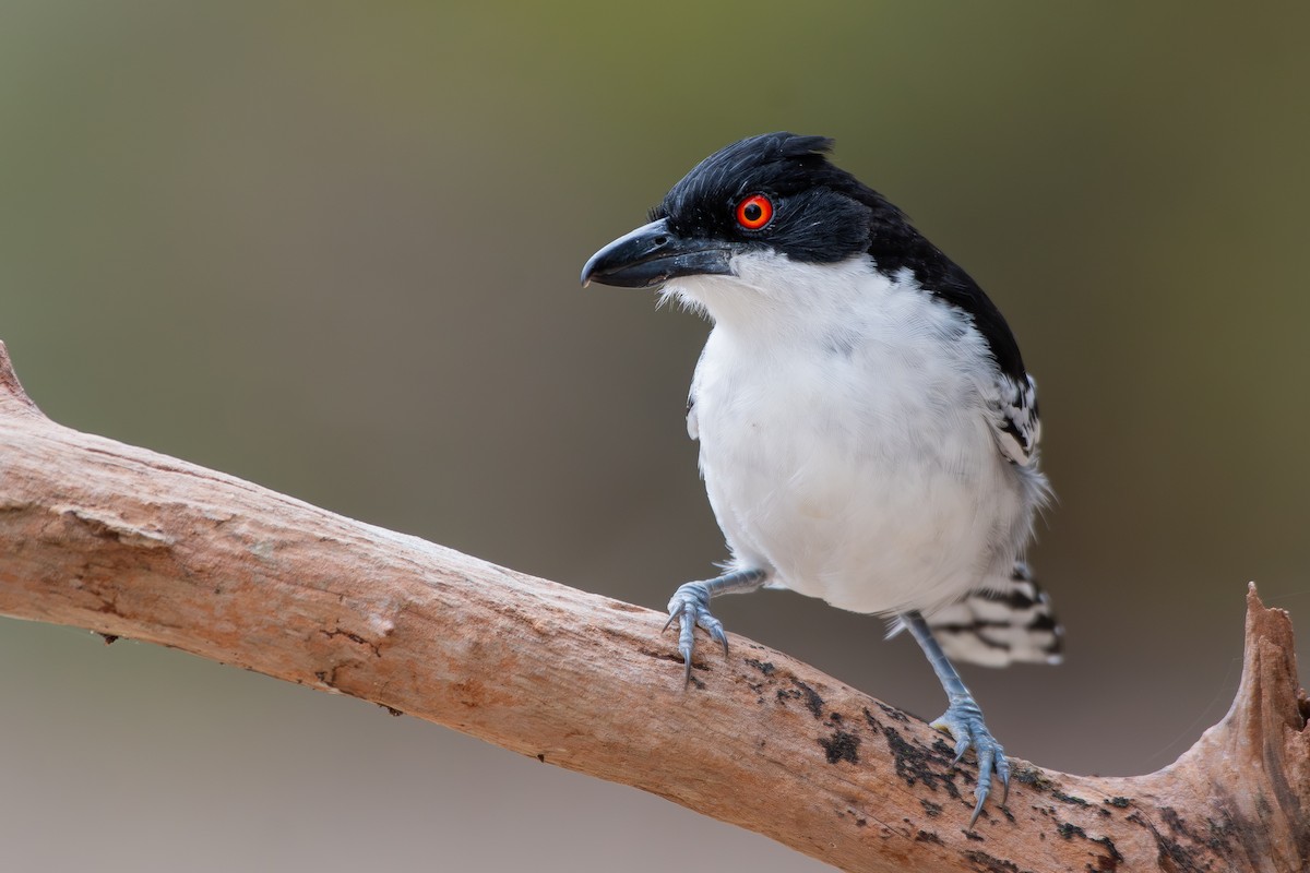 Great Antshrike - ML644690380