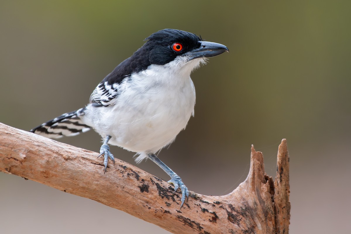 Great Antshrike - ML644690381